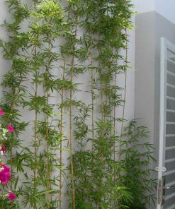 Cây Trúc Quân Tử 1 cay truc quan tu 2