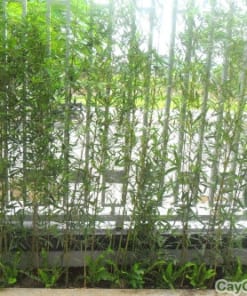 Cây Trúc Quân Tử 2 cay truc quan tu 3