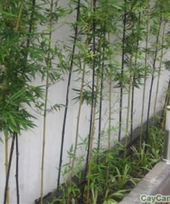 Cây Trúc Quân Tử 3 cay truc quan tu 4