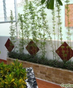 Cây Trúc Quân Tử 4 cay truc quan tu 5