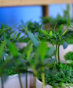 Cây Tùng May Mắn 3 cay tung may man 1