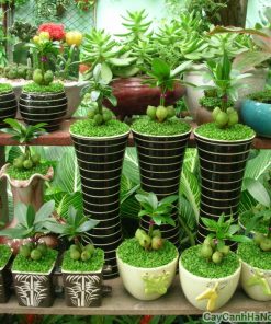 Cây Tùng May Mắn 2 cay tung may man 2