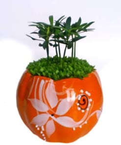 Cây Tùng May Mắn 1 cay tung may man 5