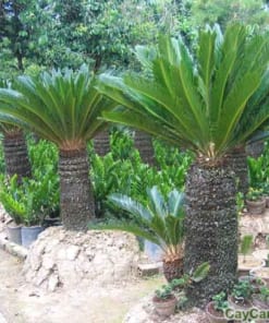 Cây Vạn Tuế 3 cay van tue 1