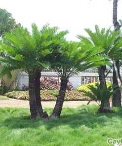 Cây Vạn Tuế 2 cay van tue 2