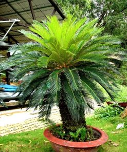 Cây Vạn Tuế 1 cay van tue 4