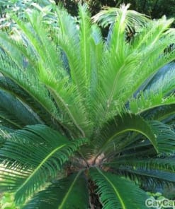 Cây Vạn Tuế 4 cay van tue 5