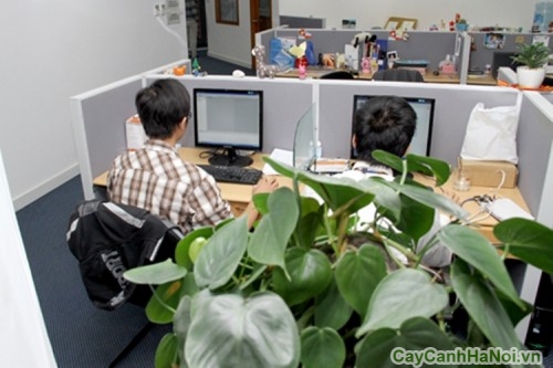 cây xanh văn phòng