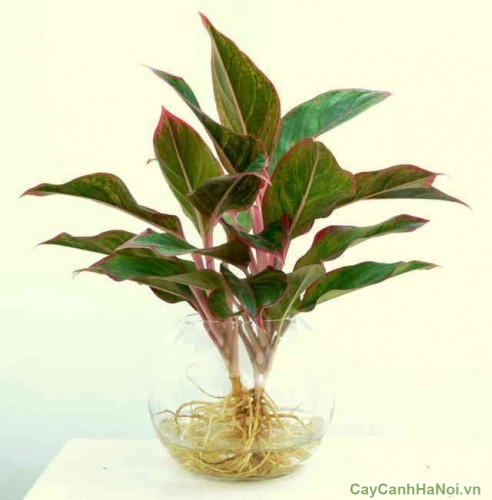 cây cảnh để bàn đẹp