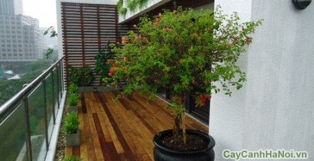 làm tiểu cảnh