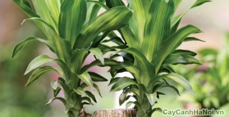 cây thiết mộc lan