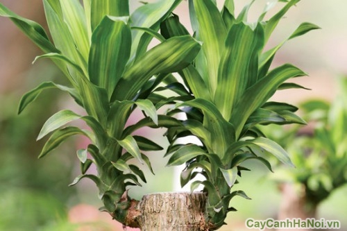 cây thiết mộc lan