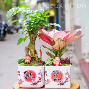 Cay Hanh Phuc Tieu canh de ban mini dep Ha Noi 32