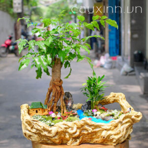 Cay Hanh Phuc Tieu canh de ban mini dep Ha Noi 41