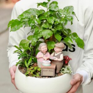 Cây Hạnh Phúc  Tên khoa học : Radermachera Sinica Tên Tiếng Anh: China Doll Plant,