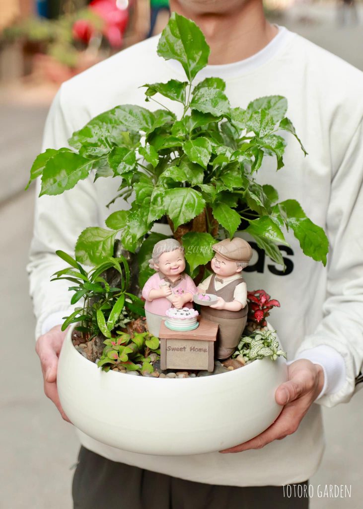 Cây Hạnh Phúc Tên khoa học : Radermachera Sinica Tên Tiếng Anh: China Doll Plant,
