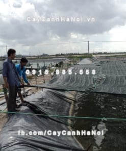 Lưới che nắng Thái Lan 12 Cuộn lưới che nắng