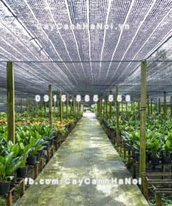 Lưới che nắng Thái Lan 13 Cuộn lưới che nắng