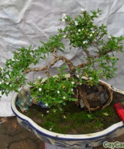 Cây Bạch Tuyết Mai 1 bach tuyet mai 2