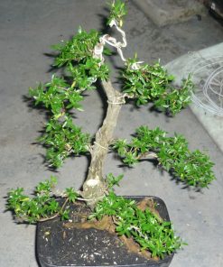 Cây Bạch Tuyết Mai 2 bach tuyet mai 3