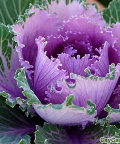 Hạt giống cây Bắp cải cảnh 3 bap cai canh 2