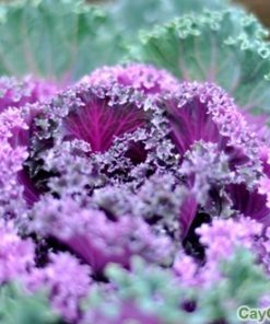 Hạt giống cây Bắp cải cảnh 2 bap cai canh 3