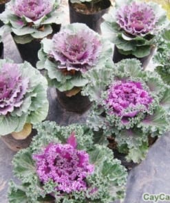 Hạt giống cây Bắp cải cảnh 1 bap cai canh 4