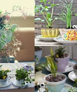 bay dung cho san vuon 5