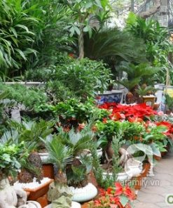 Bình xịt nước áp suất dùng trong vườn 3 binh xit ap suat 5