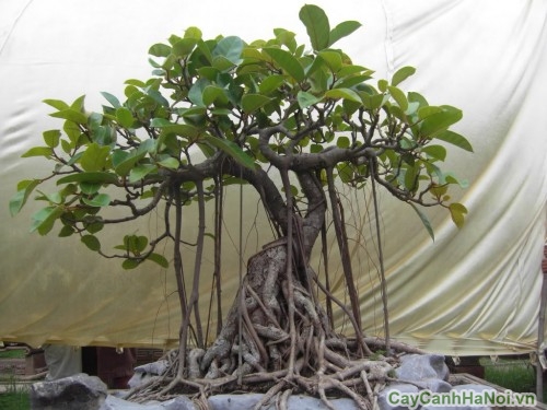 cat tia cay canh nghe thuat1