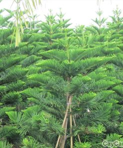 Cây bách 1 cay bach