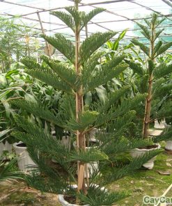 Cây bách 2 cay bach2