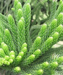 Cây bách 3 cay bach3