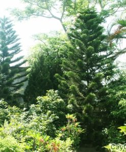 Cây bách 4 cay bach4