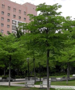 Cây Bàng Đài Loan 1 cay bang dai loan 1