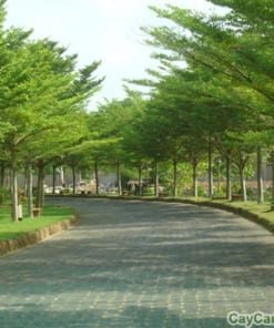Cây Bàng Đài Loan 4 cay bang dai loan 3