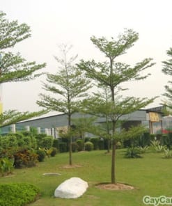 Cây Bàng Đài Loan 3 cay bang dai loan 5