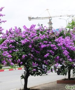 Cây Bằng Lăng 1 cay bang lang 2