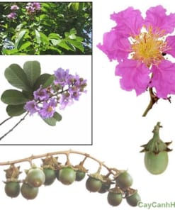 Cây Bằng Lăng 2 cay bang lang 3