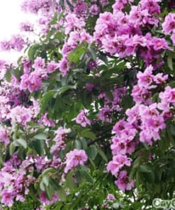 Cây Bằng Lăng 3 cay bang lang 4