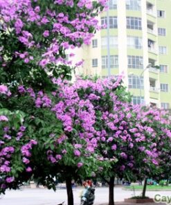 Cây Bằng Lăng 4 cay bang lang 5