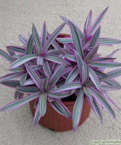 cay bay sac cau vong 2