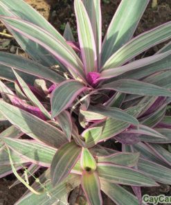 cay bay sac cau vong 3