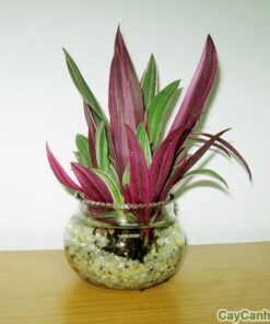 cay bay sac cau vong 4