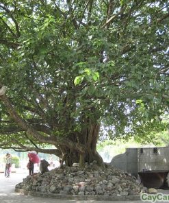 Cây Bồ Đề 1 cay bo de 3