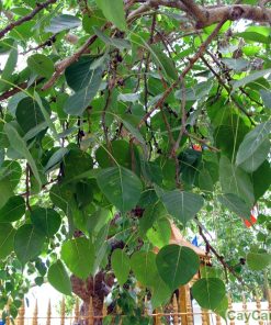 Cây Bồ Đề 3 cay bo de 4