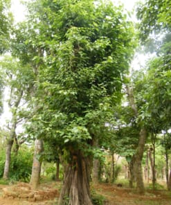 Cây Bồ Đề 2 cay bo de 5