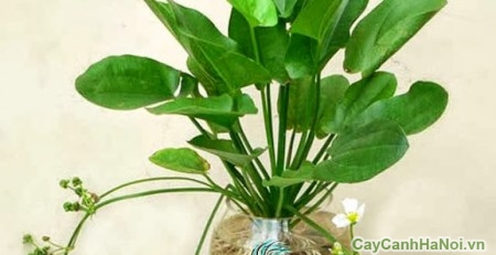 cây xanh văn phòng