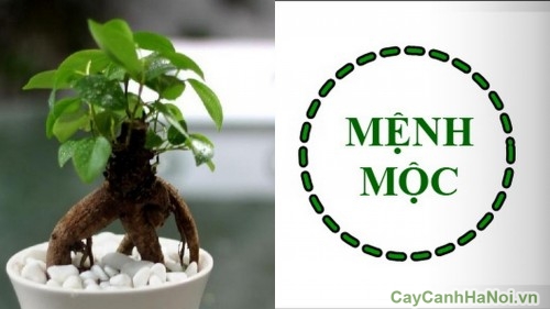 cay canh phong thuy