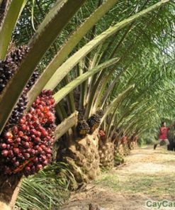 Cây cọ dầu 1 cay co dau1